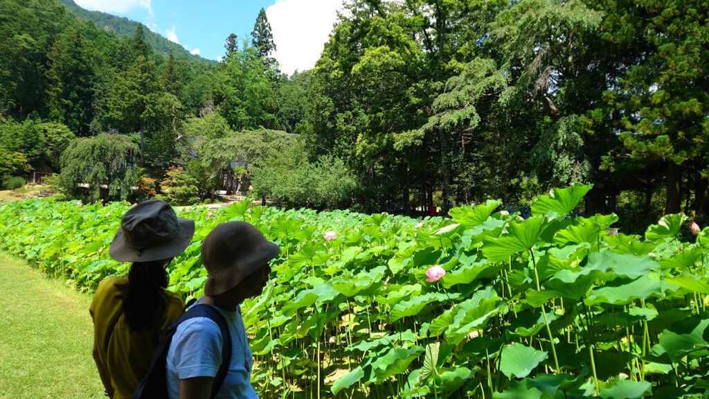 青原寺のハス田