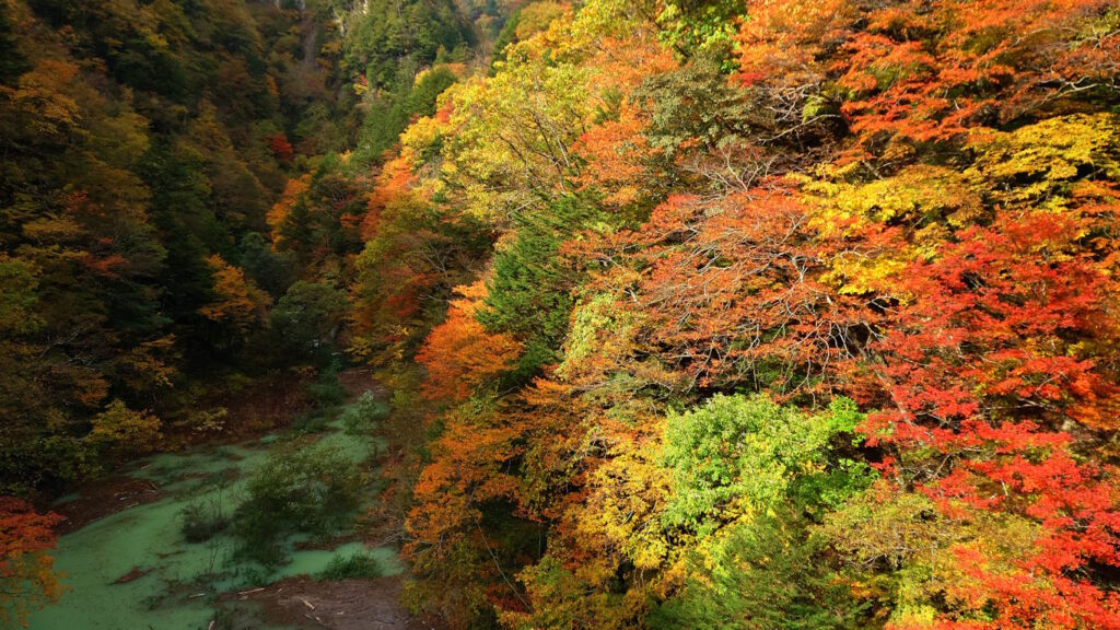 高瀬渓谷の紅葉