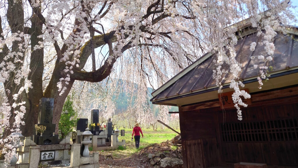 田多井観音堂の枝垂桜