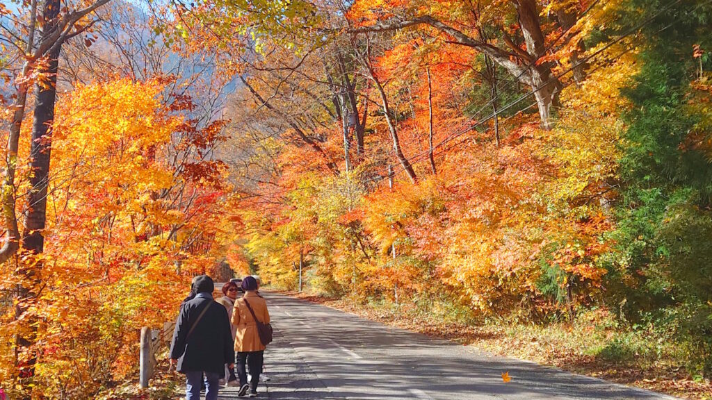 高瀬渓谷の道沿いの風景